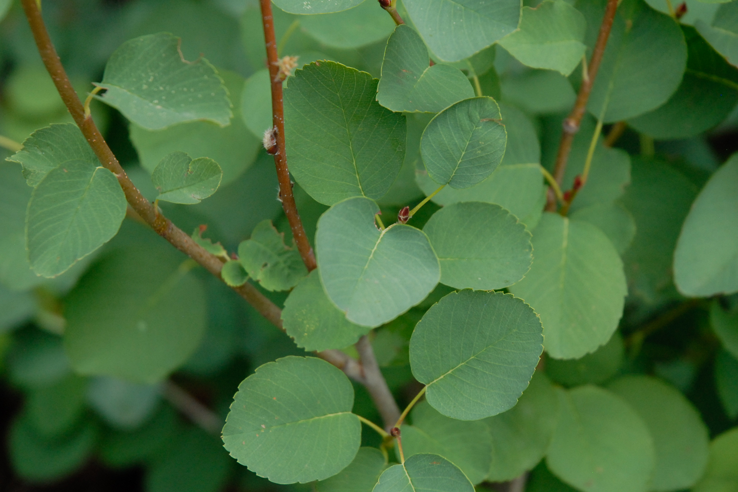 Saskatoon Serviceberry
